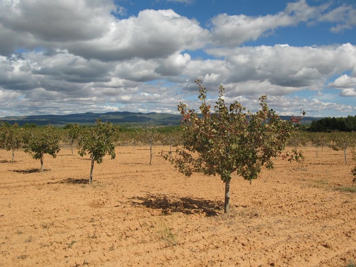 Pistacho (19)